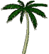 palmtree image